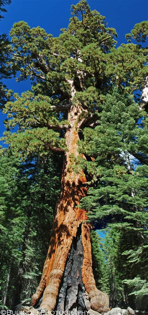 Budinoff Photography | Grizzly Giant Sequoia - Budinoff Photography