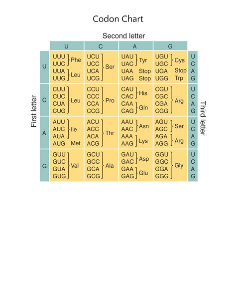 Solution Codon Chart And Wheel Handout Doc Studypool