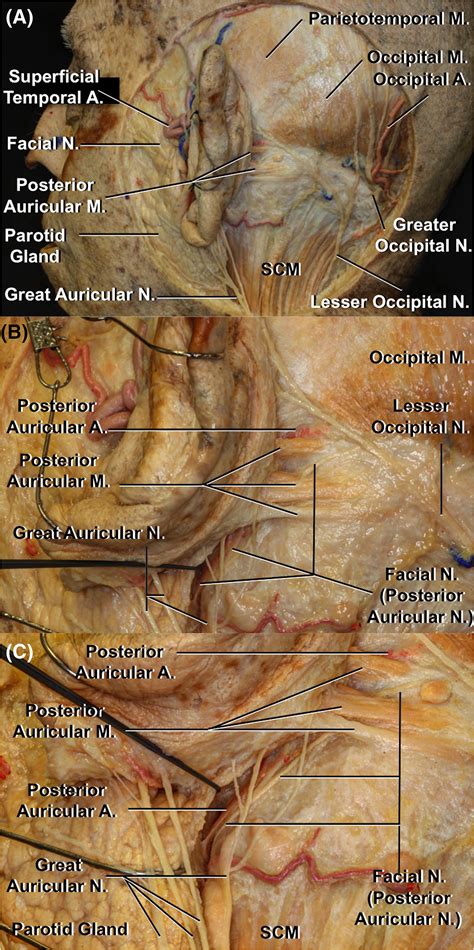 posterior auricular nodes 10