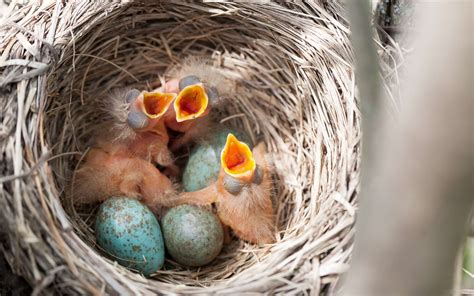 Image De Oiseau Lhistoire Du Petit Oiseau Qui Tombe Du Nid Hot Sex