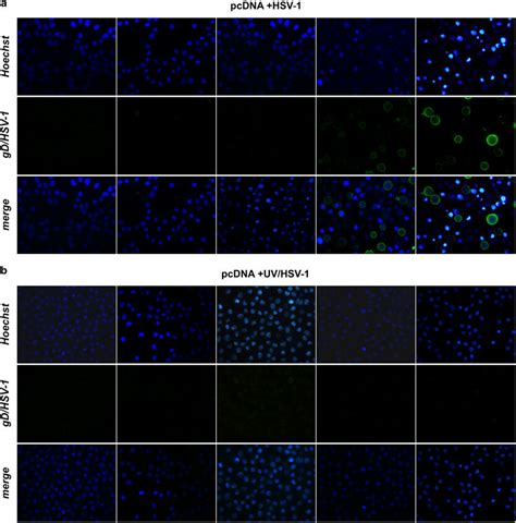 Immunofluorescence Microscopy Analysis Of Time Dependent Expression Of