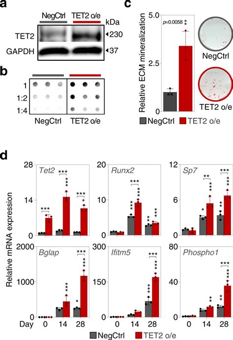 Tet2 Overexpression Potentiates Osteoblastic Differentiation A Tet2 Download Scientific Diagram