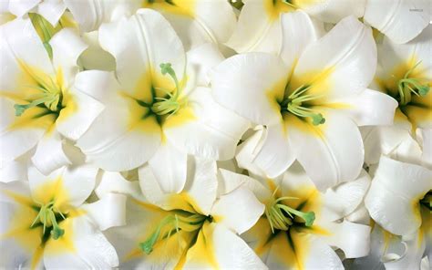 Lily Wallpapers Top Free Lily Backgrounds Wallpaperaccess