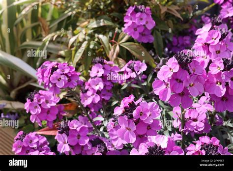 Erysimum Winter Joy Wallflower Winter Joy Mauve And Purple Flowers