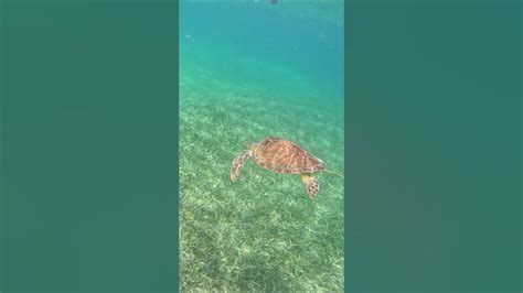 Swimming With Sea Turtles In Culebra Puerto Rico Turtles Snorkeling Puertorico Youtube