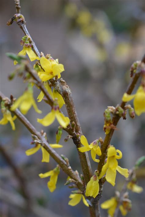 Names Of Yellow Spring Shrubs