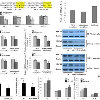 A Hsa Mir P Directly Targeted The Untranslated Region Utr