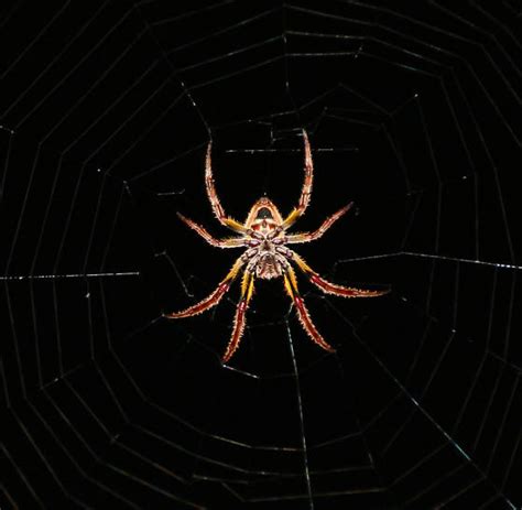 Tropical Orb Weaver In Georgia Eriophora Ravilla Bugguide Net