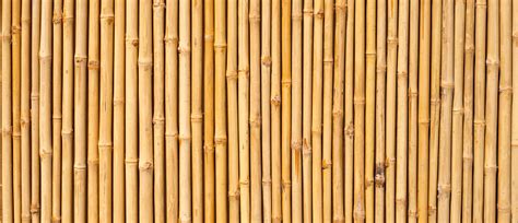 Yellow Bamboo Texture Dried Bamboo Wall Or Fence Background Stock Photo