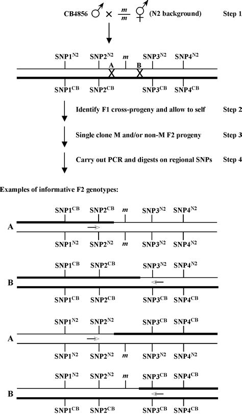 Snps Introduction And Two Point Mapping