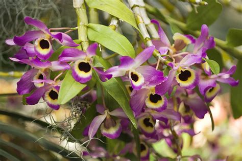 Growing Dendrobium Orchids and Cane