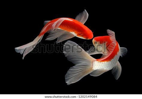 1,606 Butterfly Koi Royalty-Free Images, Stock Photos & Pictures ...