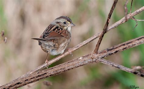 Swamp Sparrow Audubon Field Guide