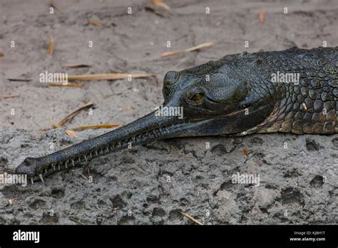 Indian gharial hi-res stock photography and images - Alamy