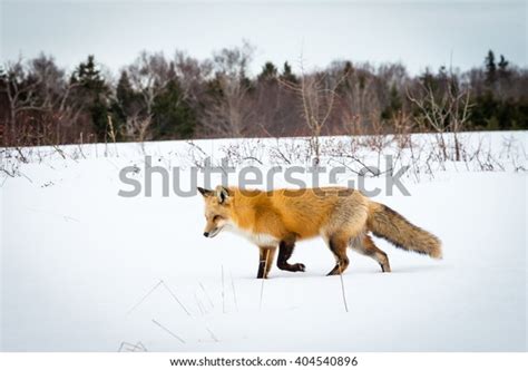 Red Fox Hunting Mice Snow Stock Photo (Edit Now) 404540896