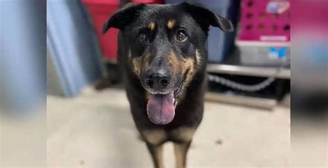 Abandonan A Perrito Por Que Sospechaban De Comportamiento Gay