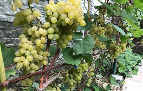 Описание сорта винограда кишмиш Русбол: фото и отзывы | Vinograd-Loza