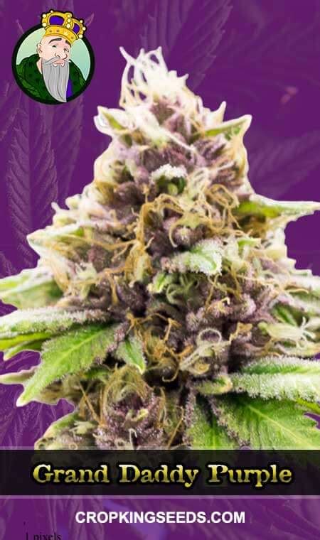 Grand Daddy Purple Autoflowering Strain Seedfare Find The Perfect