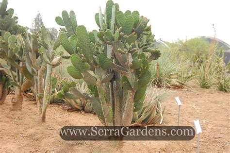 Consolea Rubescens Aka Road Kill Cactus Cuttings