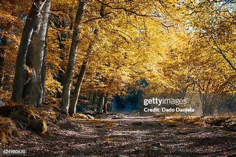 This Ardennes Photos and Premium High Res Pictures - Getty Images