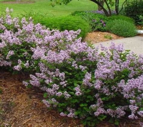 The 25+ best Dwarf lilac ideas on Pinterest | Dwarf flowering trees ...