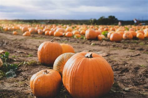 12 Of The Best Pumpkin Patches In The Uk Sykes Holiday Cottages