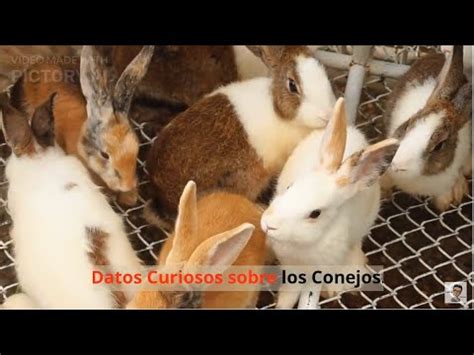 Datos Curiosos Sobre Los Conejos Youtube