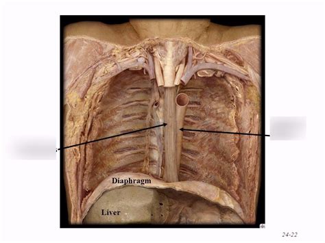 OESOPHAGUS Diagram | Quizlet