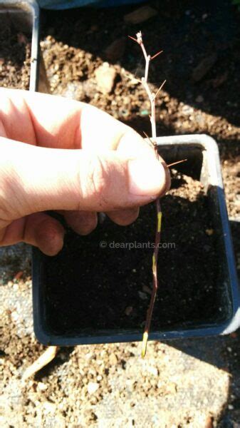 How To Propagate Berberis By Cuttings Japanese Barberry Dear Plants