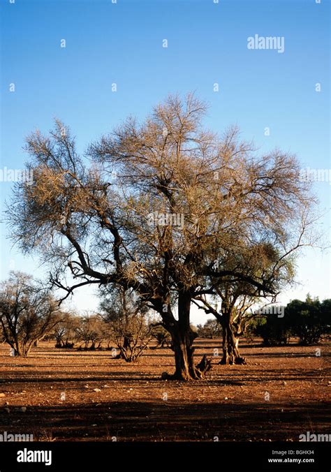 Argan tree, south-western Morocco Stock Photo - Alamy