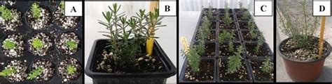 Acclimatization Procedure Of Rooted H Empetrifolium Subsp