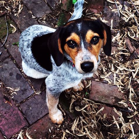 Beagle Australian Cattle Dog Mix Puppy