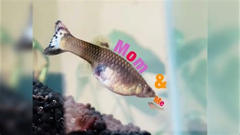 Pregnant Guppy Giving Birth Youtube