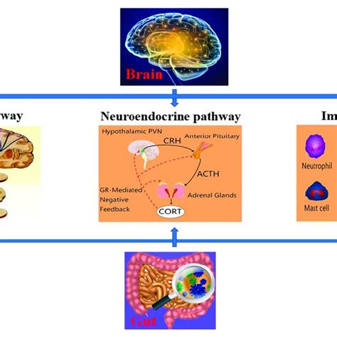 Schematic Representation Of The 3 Pathways Neural Neuroendocrine And