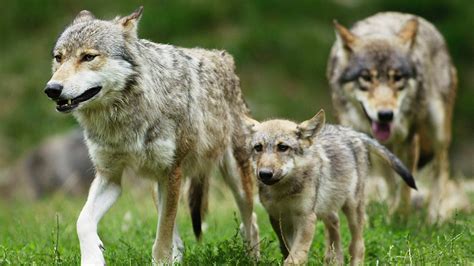 Wölfe in Deutschland Das Leben im Rudel Wildtiere Natur Planet