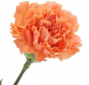 Цветочные магазины ОРАНЖ: продажа цветов и букетов, флористика