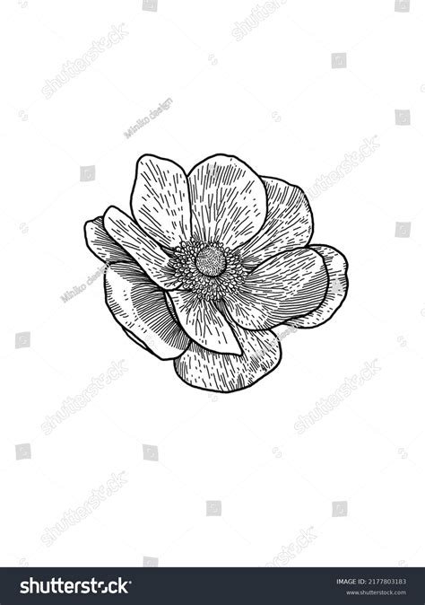 Floral Hand Drawn Outline Illustration Stock Illustration 2177803183 | Shutterstock