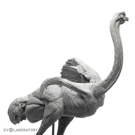 Ostrich Anatomical Figure 1 10 Scale Bone Clones Osteological