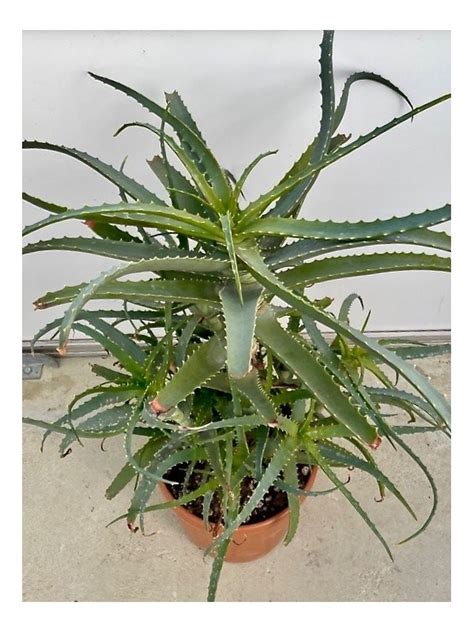 Pianta Di Aloe Arborescens Di Anni Con Difetti