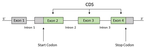 Exon Intron Utr