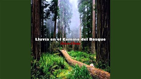 Lluvia En El Camino Del Bosque Pt 6 YouTube