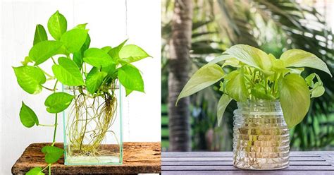 Golden Pothos Care In Water Growing Pothos India Gardening