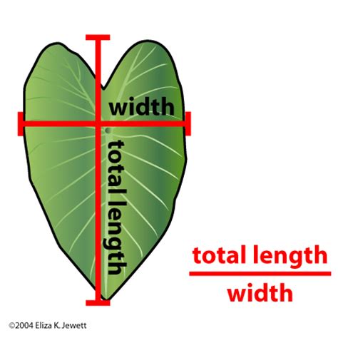 Measuring Dimensions