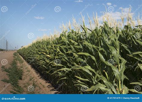 Monsanto GMO Corn Field Stock Photo - Image: 41701479