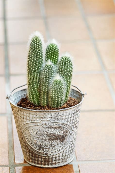 10 Cactus Plants to Add to Your Indoor Collection