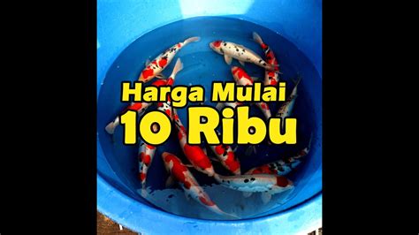 KOI HARGA MULAI 10 Ribuan Untuk Reseller 25 10 2023 YouTube