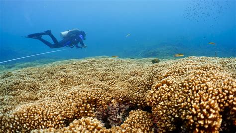 Coral Reefs In The Eastern Pacific Could Survive Into The 2060 S New