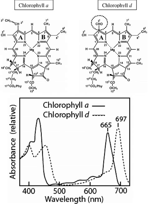 Structure Of Chl A And Chl D And Their In Vitro Absorbance Spectra In