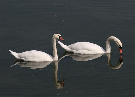 Cisne Común