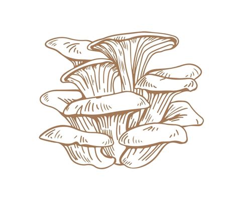 Premium Vector Outlined Oyster Mushrooms Or Fungi Bunch Of Pleurotus